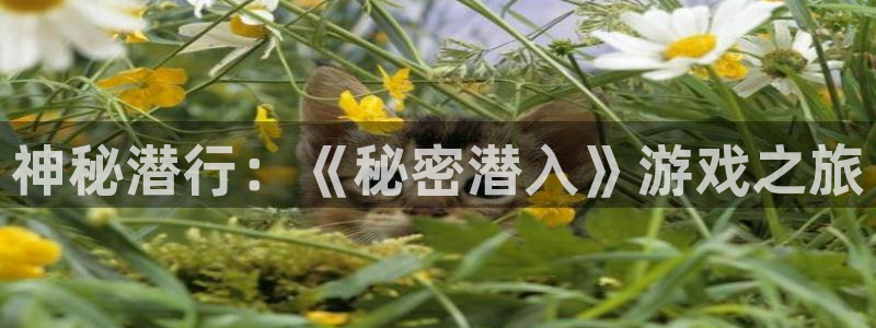 亿万28服装分店有几家：神秘潜行：《秘密潜入》游戏之旅